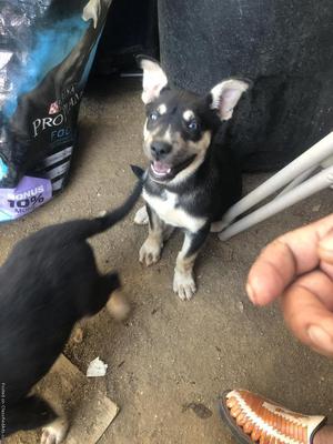 German Shepherd Husky mix puppies