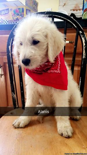 Golden doodle puppies