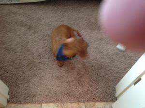 Mini Dach For Sale