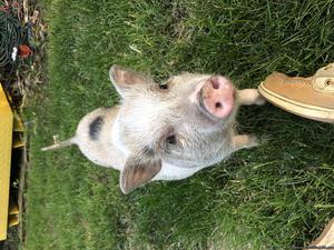 Potbelly Pig for Sale