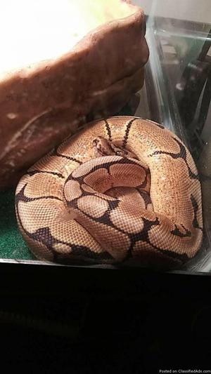 Spider ball python for sale