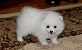 cute pomeranian pups for sale