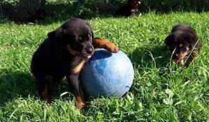 lovely rottweiler puppies ready for new homes+