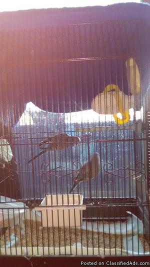 2 Blue parakeets with cage