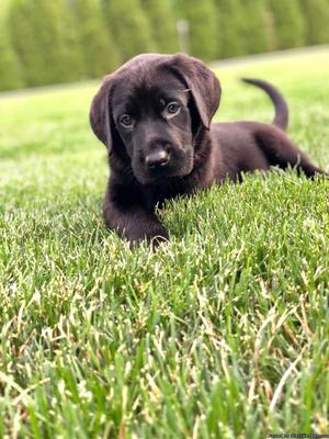 Labrador puppies