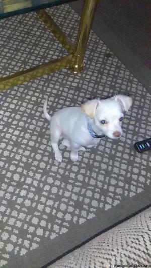 White male Chihuahua 4 months old