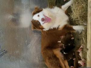 Australian shepherd pups