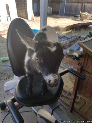 Baby Goat for sale ASAP