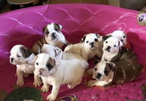 English Bulldog Puppies