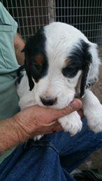 English Setters