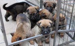 German Shepherd Puppies For Sale 