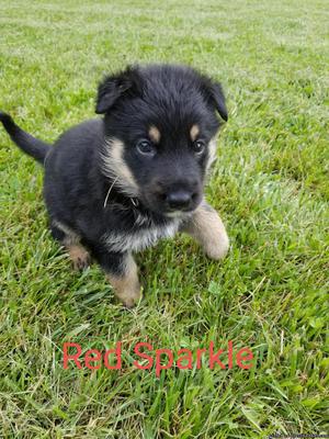 German Shepherd puppies