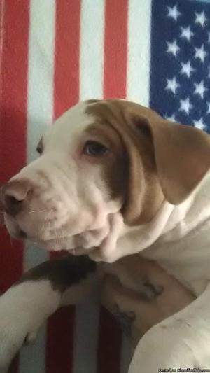 (Puppy) American Pitbull Terrior