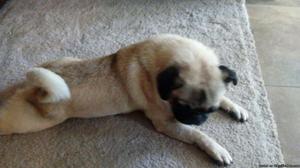 Adorable 1year old male pug for sale