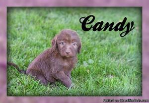 CANDY FEMALE LABRADOODLE