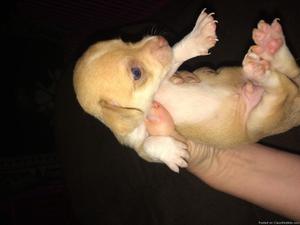 Chihuahua puppies8