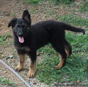 Ckc Registered German Shepherd puppys