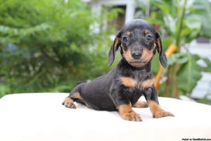 Ckc Registered Miniature Dachshund puppys
