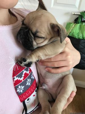 French Bulldog Puppies