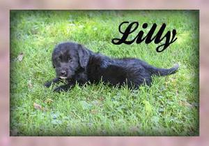 LILLY FEMALE LABRADOODLE