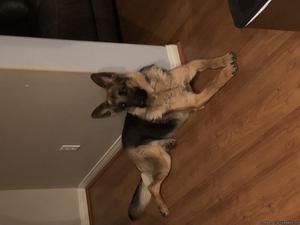 Purebred female German Shepard