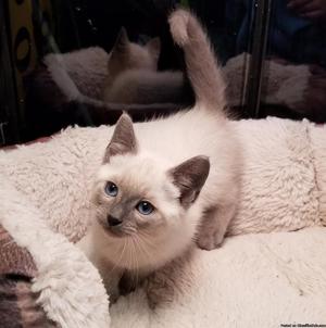 Siamese Blue Point Kitten