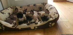*reduced* Ready Now Female Kc French Bulldog Pup