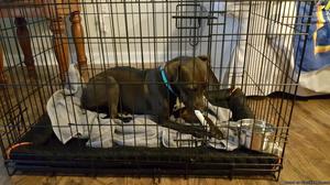 Brown Lab/Terrior Mix. Female. 2 yrs. Housebroken.