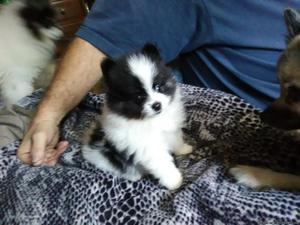 Puppy for sale