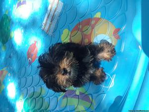 Yorkie puppy