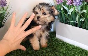 Yorkshire Terrier Pups Text (