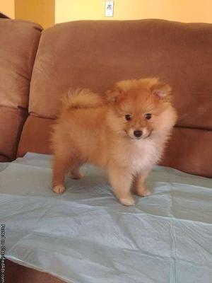 pomeranian puppies