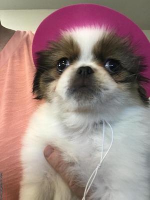 Japanese Chin "Ramona" Female Sable/White