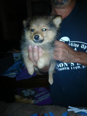 Puppy
