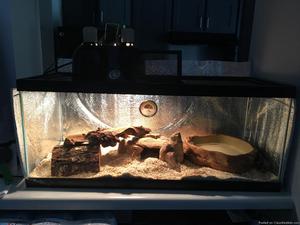 Red tail boa+supplies
