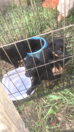 Beautiful Rottweiler puppies (rehoming fee)