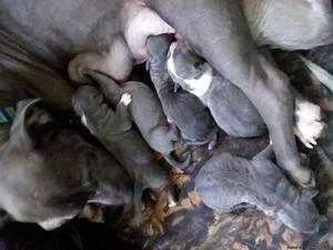 Blue pits For sale