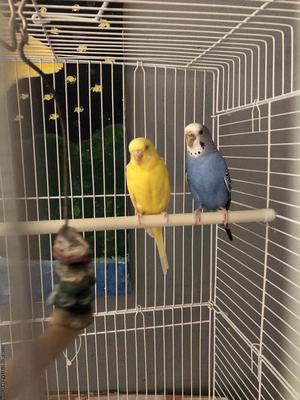 Parakeets with cage