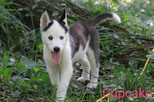 AKC Siberian Husky Pups