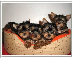 BB YORKIE TCUP & TOY MALTESE