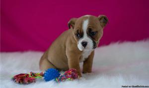 Beabull Puppies for Sale