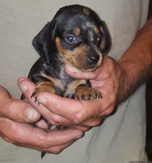 FULL BLOODED MALE DACHSHUND PUPPY