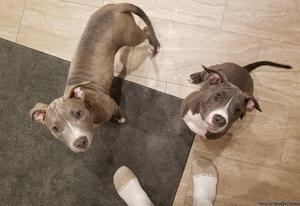 17 week blue nose pitbulls