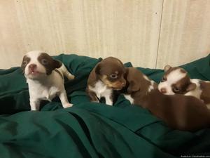 4 adorable Chihuahua not ready yet