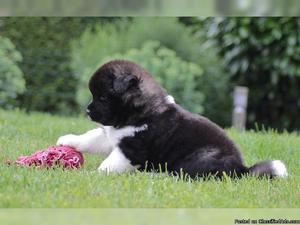 Attracting purebred Akita Puppies for new homes