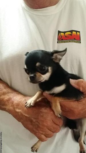 Chihuahua For sale to approved home