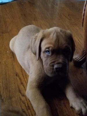 French mastiff puppies for sell