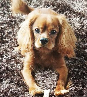 Ruby Cavalier King Charles Spaniel