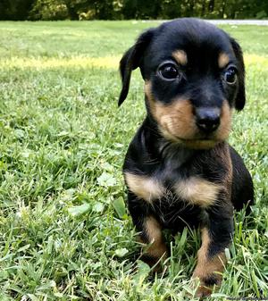 Teacup female Dachshund