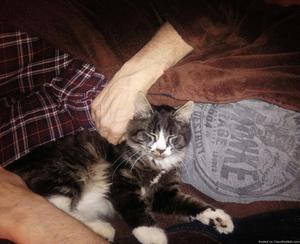 missing cat